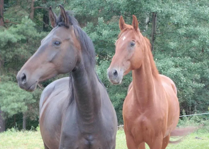 Gollitzalm * Harbach (Gmund)